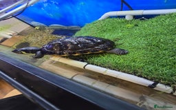 Turtle reptiles for sale: 3x Yellow slider turtles - Image 4