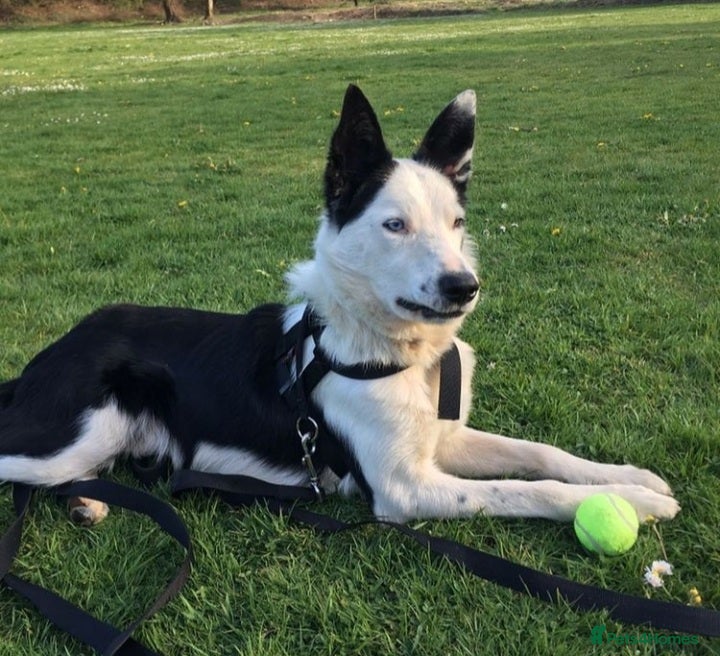 Border Collie dogs For stud only in Blackwood - Advert 7