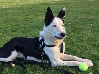 Border Collie dogs in Blackwood - Advert 1