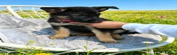 German Shepherd dogs for sale: lovely GSD puppies  - Advert 3
