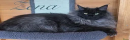 Maine Coon cats for sale: 9 STUNNING BLACK SMOKE MAINE COON CUBS  - Advert 27