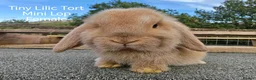 Mini Lop rabbits for sale: Various Mini Lop youngsters  - Advert 7