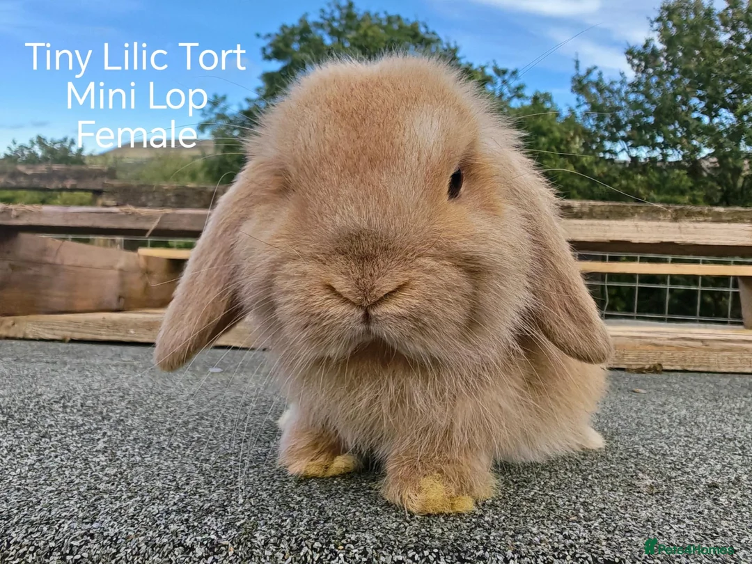 Mini Lop rabbits for sale: Various Mini Lop youngsters  - Advert 7