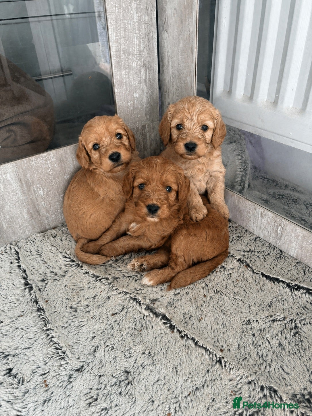 Mixed Breed dogs Cavapoo x cockapoo  - Advert 12