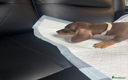 Miniature Dachshund dogs for sale: Beautiful Miniature Dachshunds  - Image 7