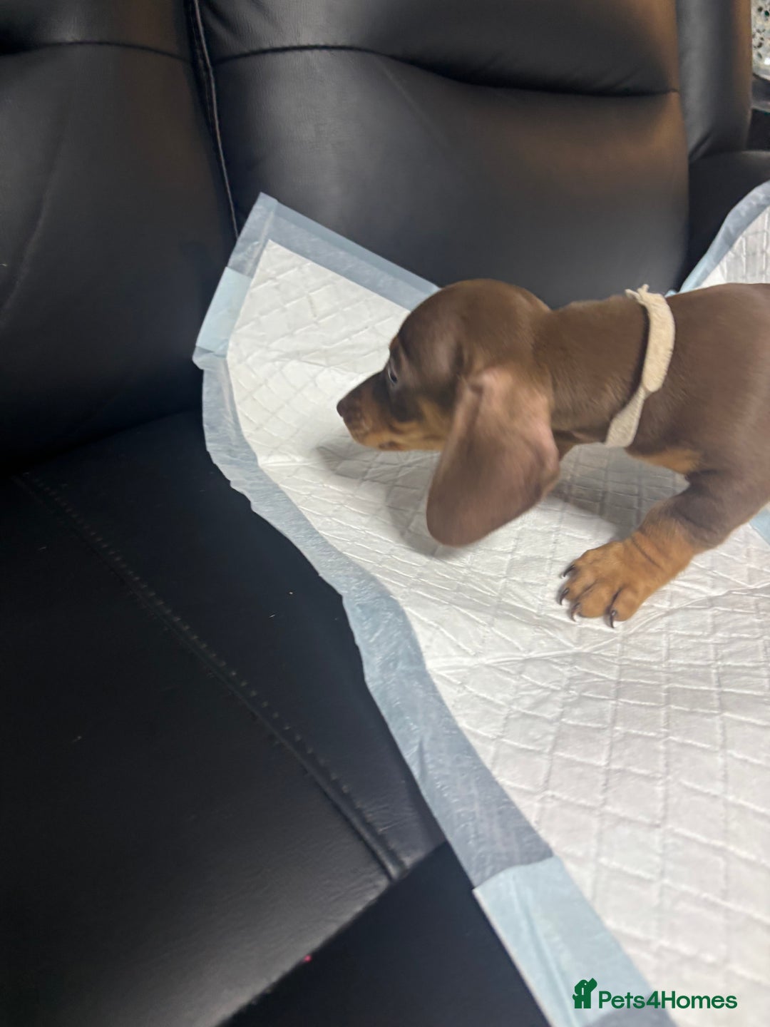 Miniature Dachshund dogs for sale: Beautiful Miniature Dachshunds  - Image 7