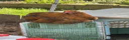Chickens poultry for sale: Orpington Cockerels 12 weeks old  - Advert 9