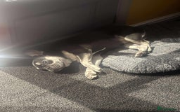 French Bulldog dogs for sale: Loving French bulldog Winnie  in Leicester - Image 7
