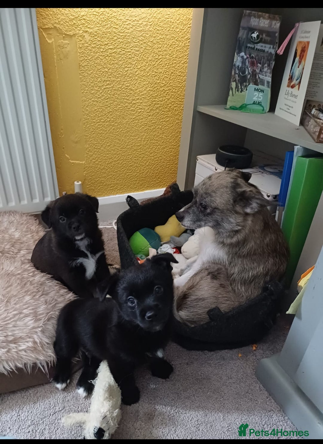 Mixed Breed dogs for sale: Pomsky/ La Pom mix puppies  - Image 1