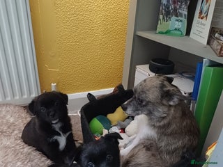 Mixed Breed dogs - Advert 23