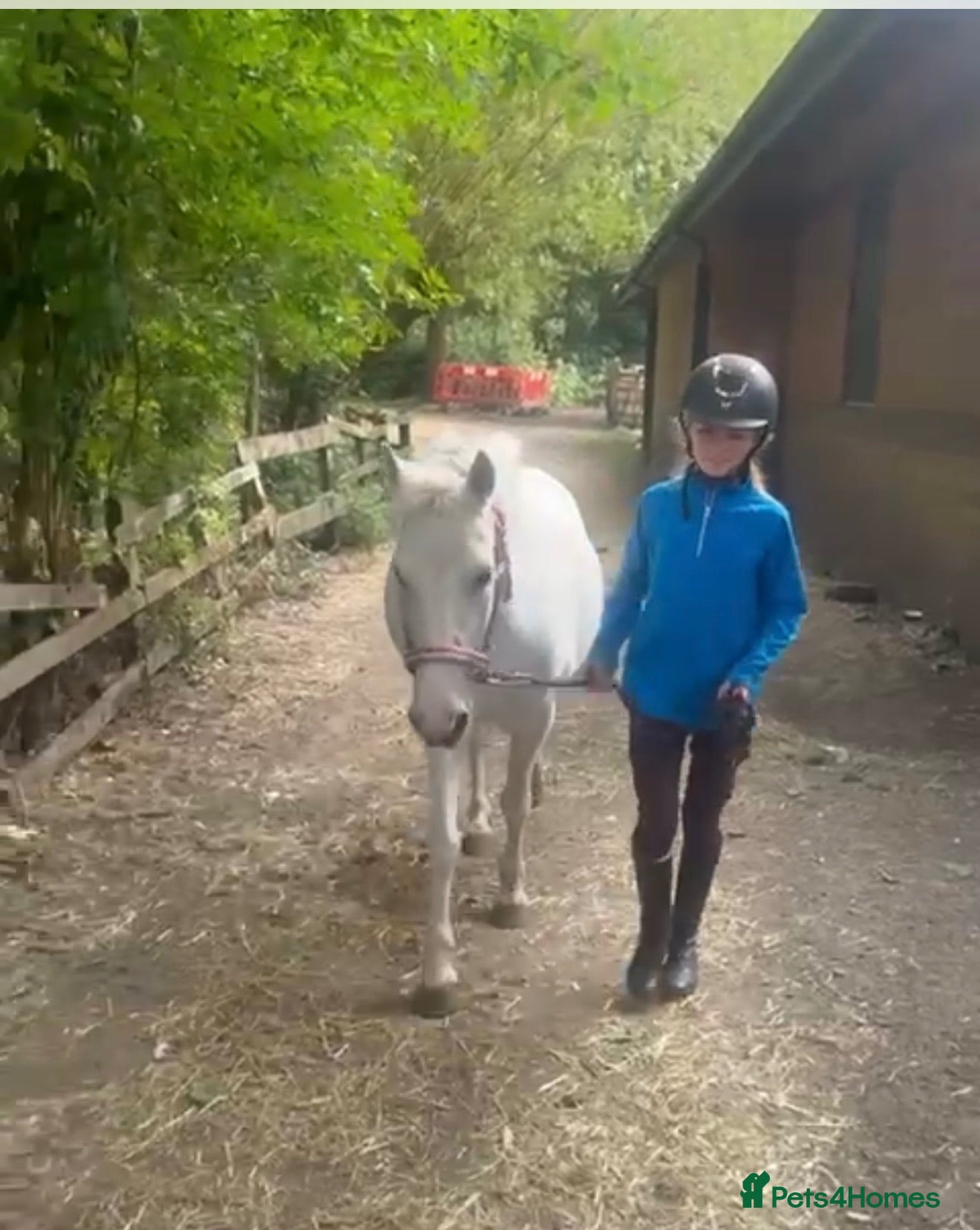 Welsh Section A horses 12.1/2 Grey Welsh section A white mare  - Advert 13