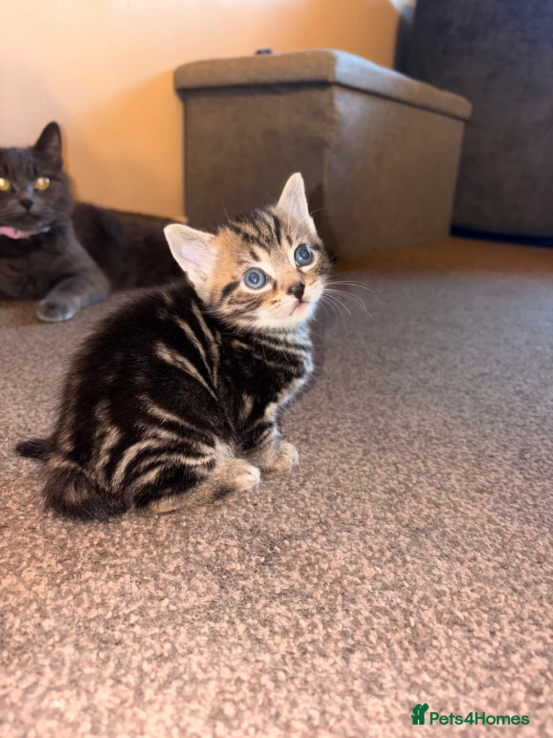 Mixed Breed cats for sale: 4 Beautiful Kittens For Sale 🥰 - Advert 15