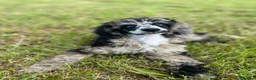 Miniature Poodle dogs for stud: PROVEN Miniature Merle Poodle 🩷🌸 - Advert 7