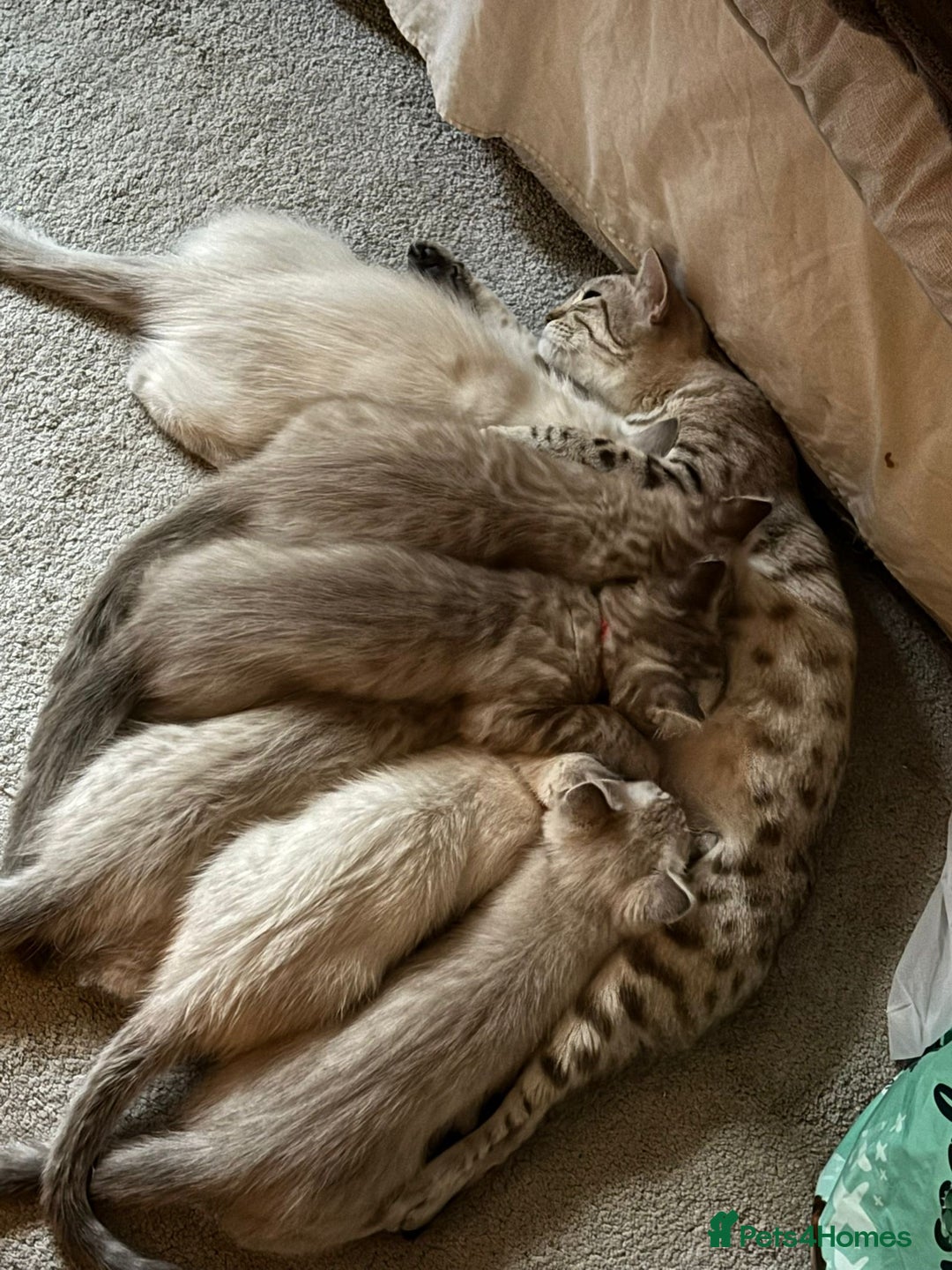 Ragdoll cats for sale: 6 Beautiful Ragdoll x Bengal kittens - Image 14