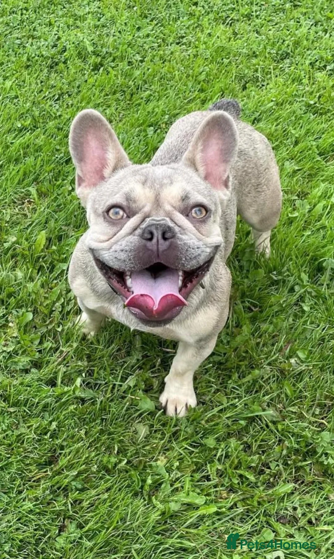 French Bulldog dogs for sale: French Bulldog - Advert 2