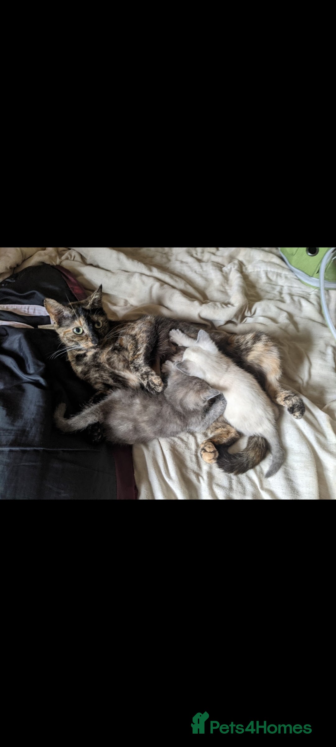 Mixed Breed cats for sale: Kitties  - Image 1