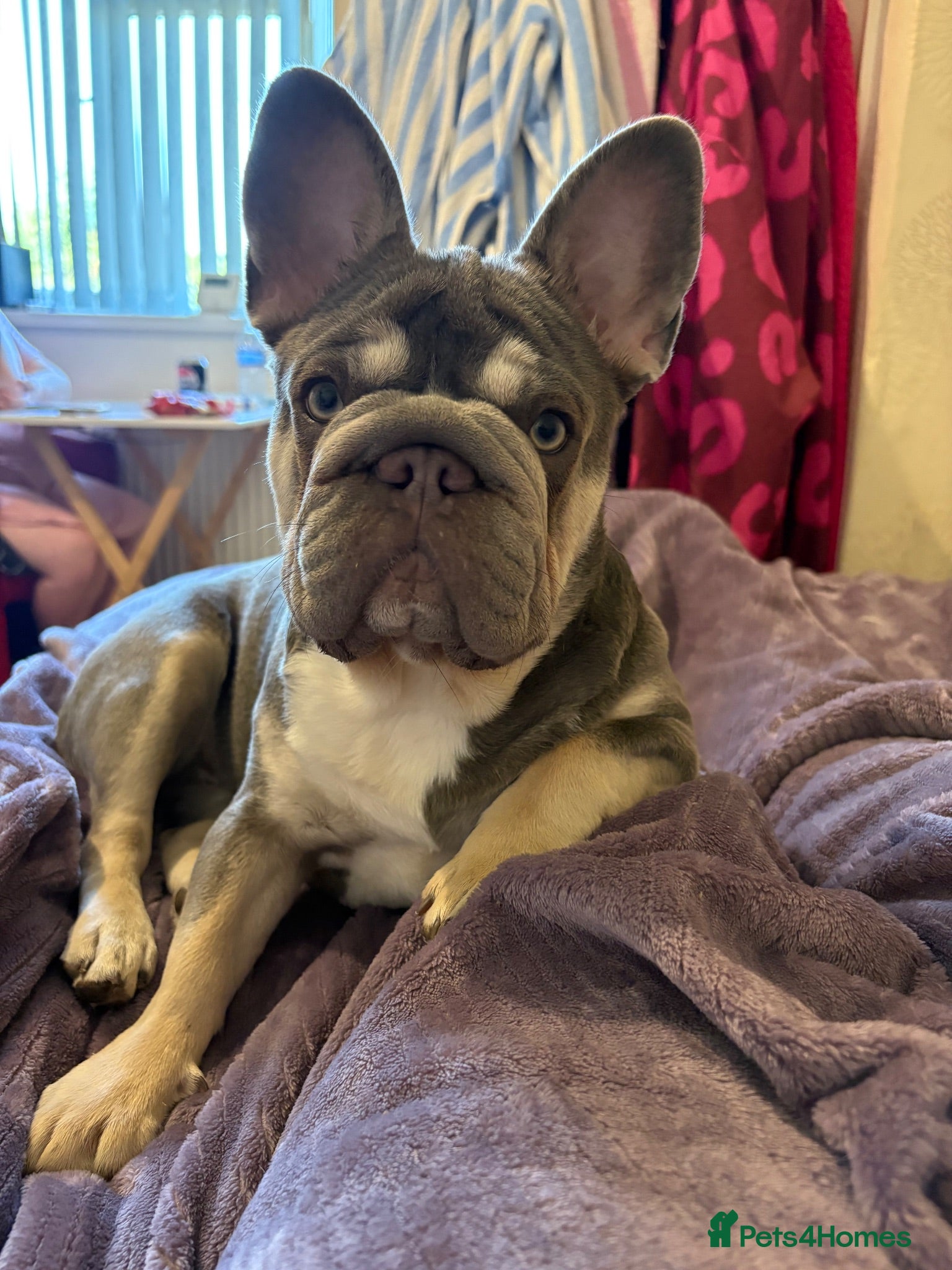 French Bulldog dogs Female  **  carry’s fluffy French bulldog  - Advert 1