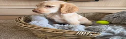 Cocker Spaniel dogs for sale: Working type Cocker spaniels- ready to leave now! - Advert 20