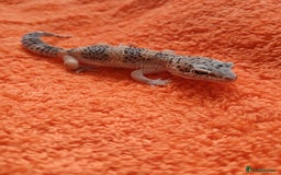 Leopard Gecko reptiles for sale: Baby leopard geckos  - Image 13