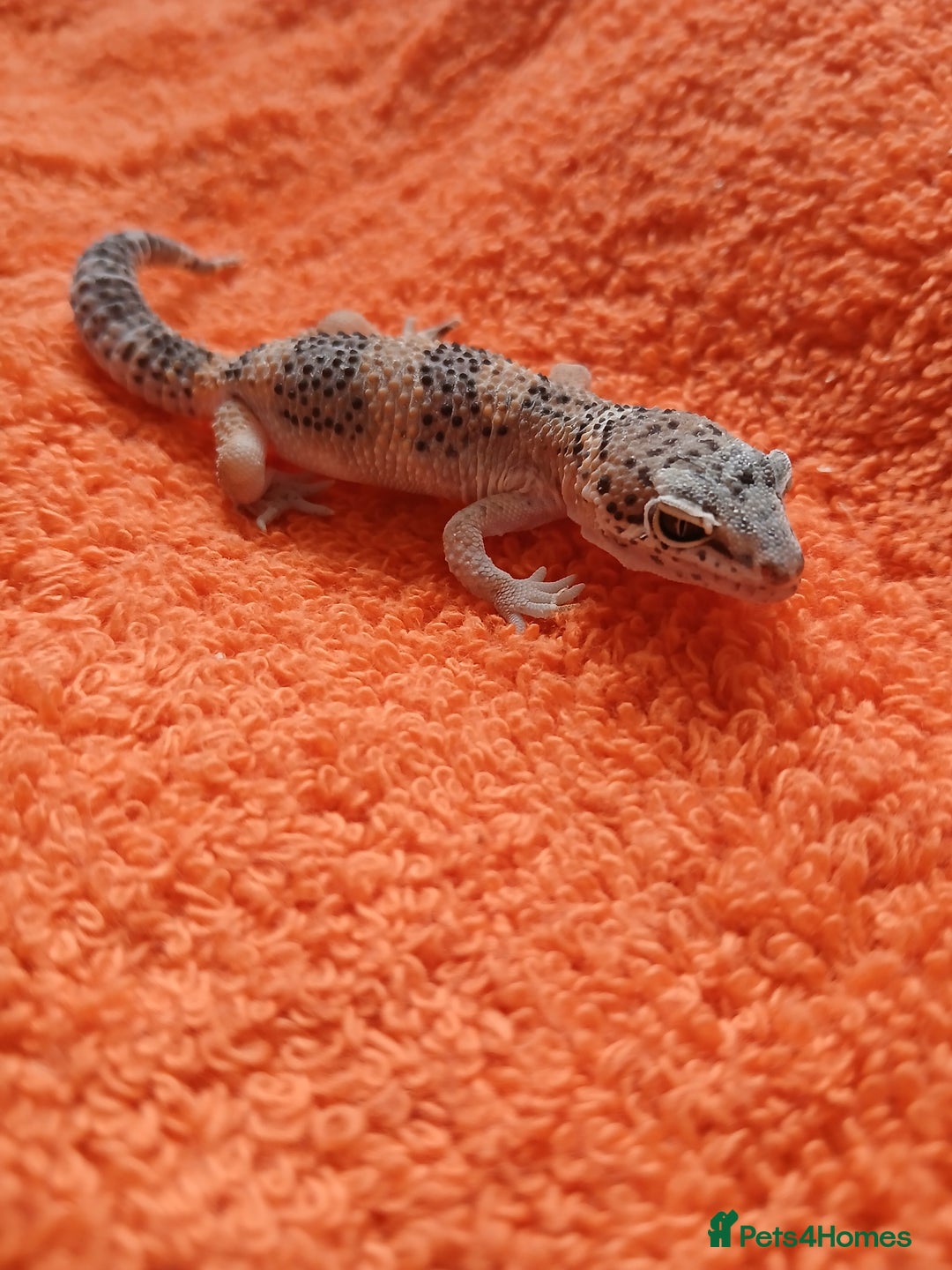 Leopard Gecko reptiles for sale: Baby leopard geckos  - Image 13