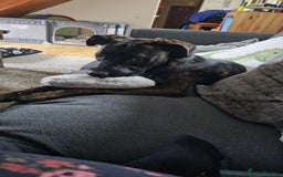 Mixed Breed dogs for sale: Mixed breed 8 month old puppy  - Image 2