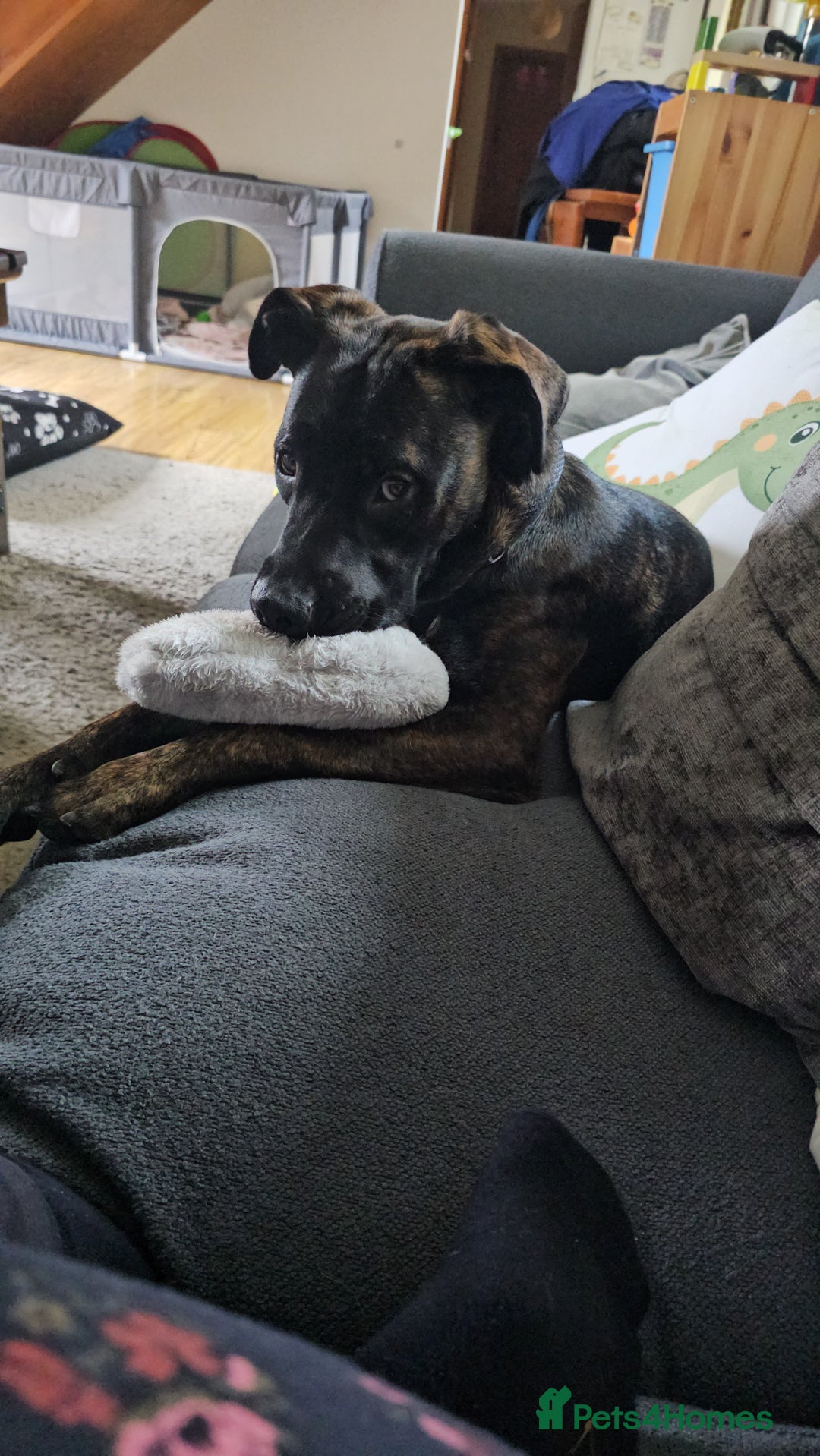 Mixed Breed dogs for sale: Mixed breed 8 month old puppy  - Image 2