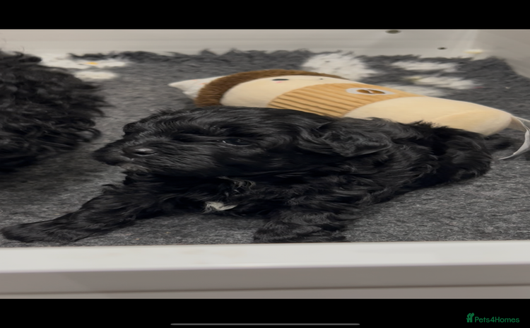 Maltipoo dogs *1 FEMALE AVAILABLE* Quality F1 Maltipoo Puppies - Advert 15