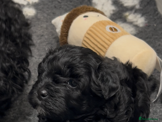 Maltipoo dogs *1 FEMALE AVAILABLE* Quality F1 Maltipoo Puppies - Advert 6