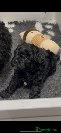 Maltipoo dogs *1 FEMALE AVAILABLE* Quality F1 Maltipoo Puppies - Advert 15