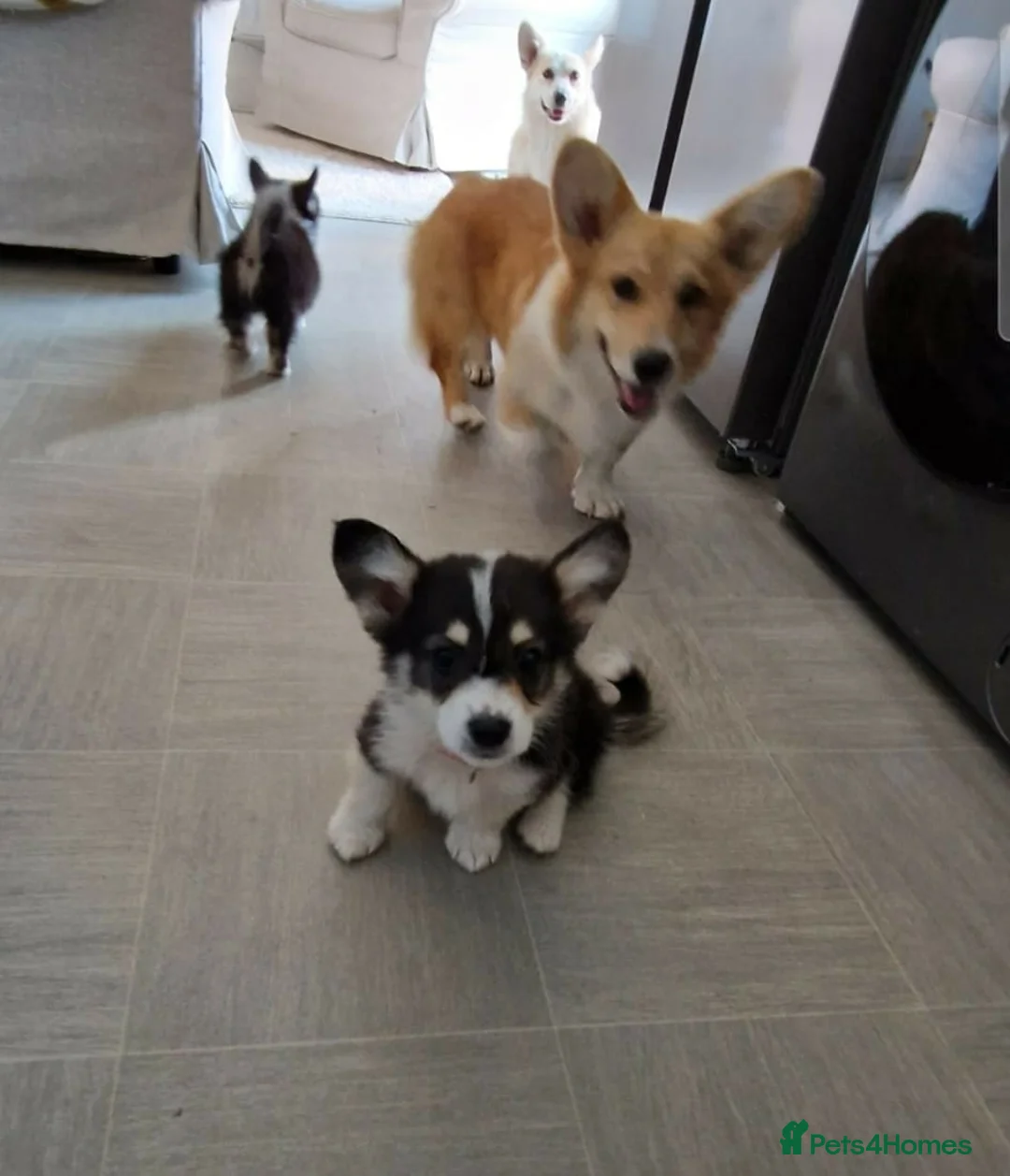 Welsh Corgi Pembroke dogs for stud: KC Registered Pembroke Corgi for Stud bobtail - Advert 12
