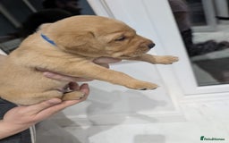 Labrador Retriever dogs for sale: Beautiful Labrador puppys  - Image 20