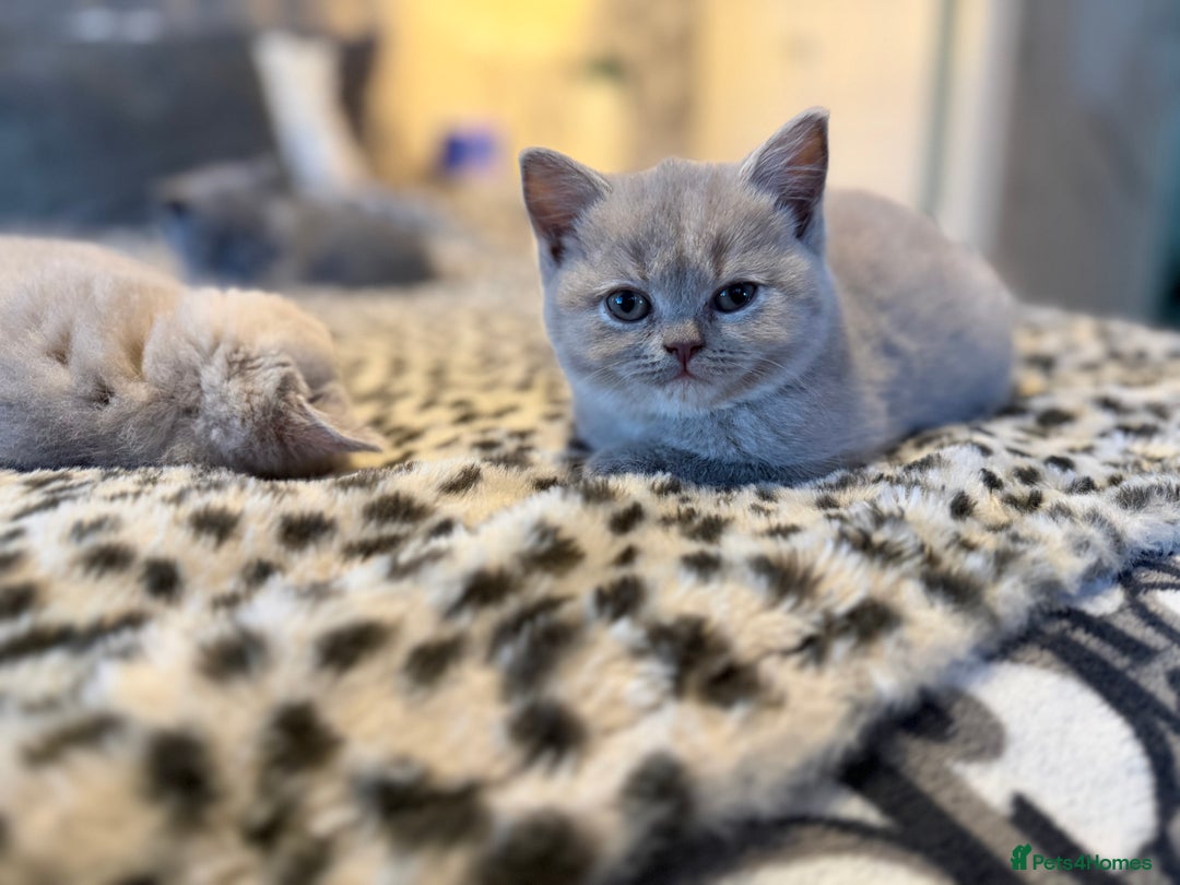 British Shorthair cats for sale: 3 Plush British shorthair kittens ❤️ - Advert 10
