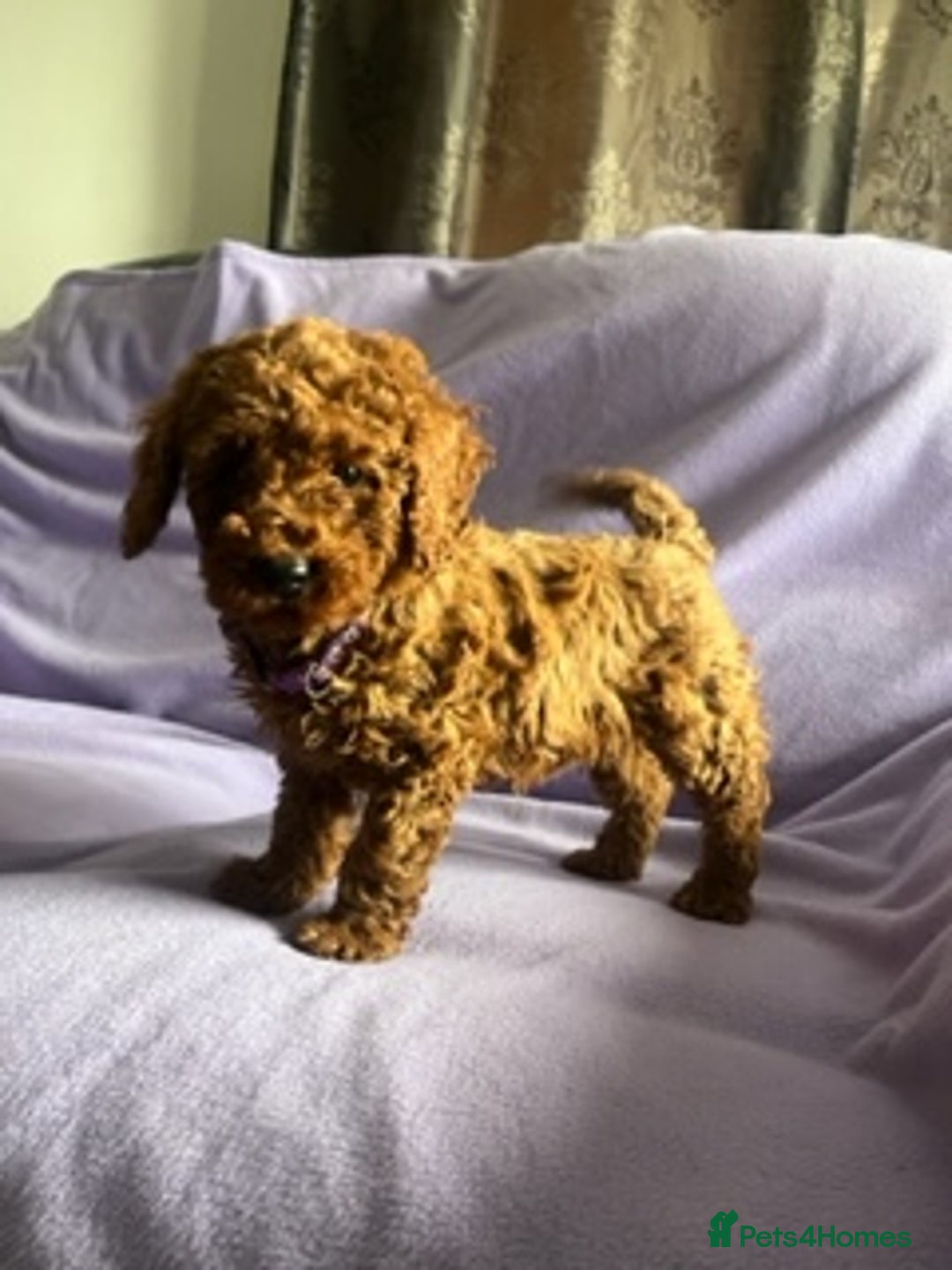 Toy Poodle dogs for sale: 4 red toy poodle pups  - Advert 4