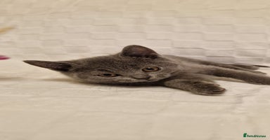 British Shorthair cats - Advert 7