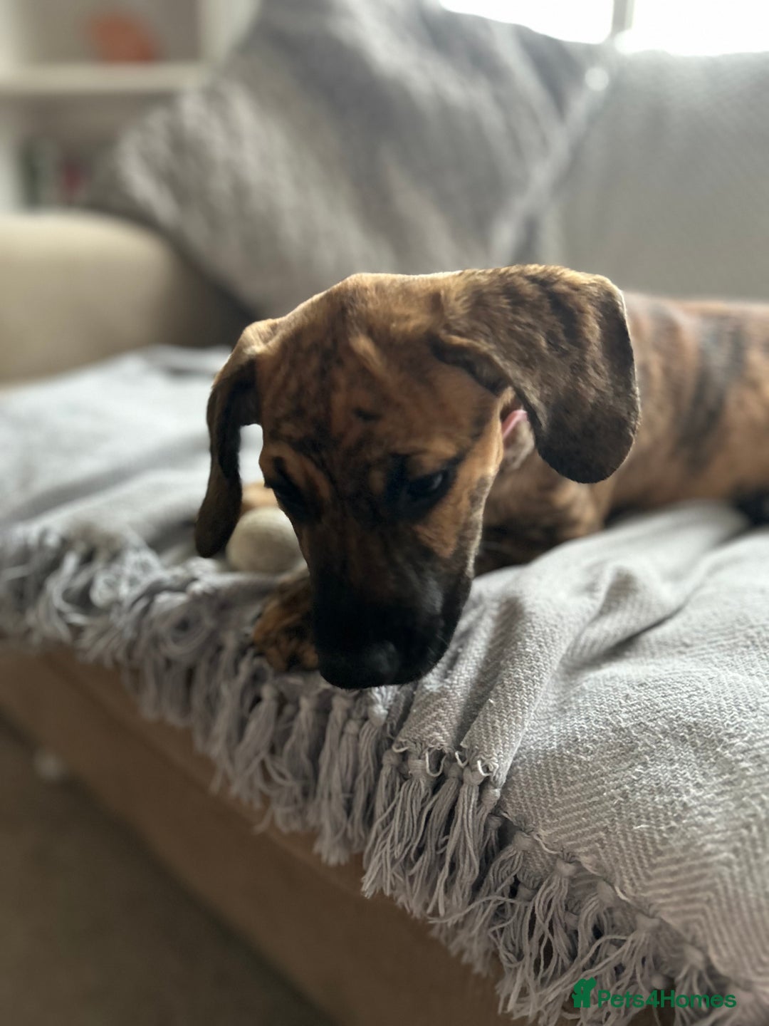 Mixed Breed dogs for sale: Genuine reason for sale . Crossbreed puppies. - Advert 8