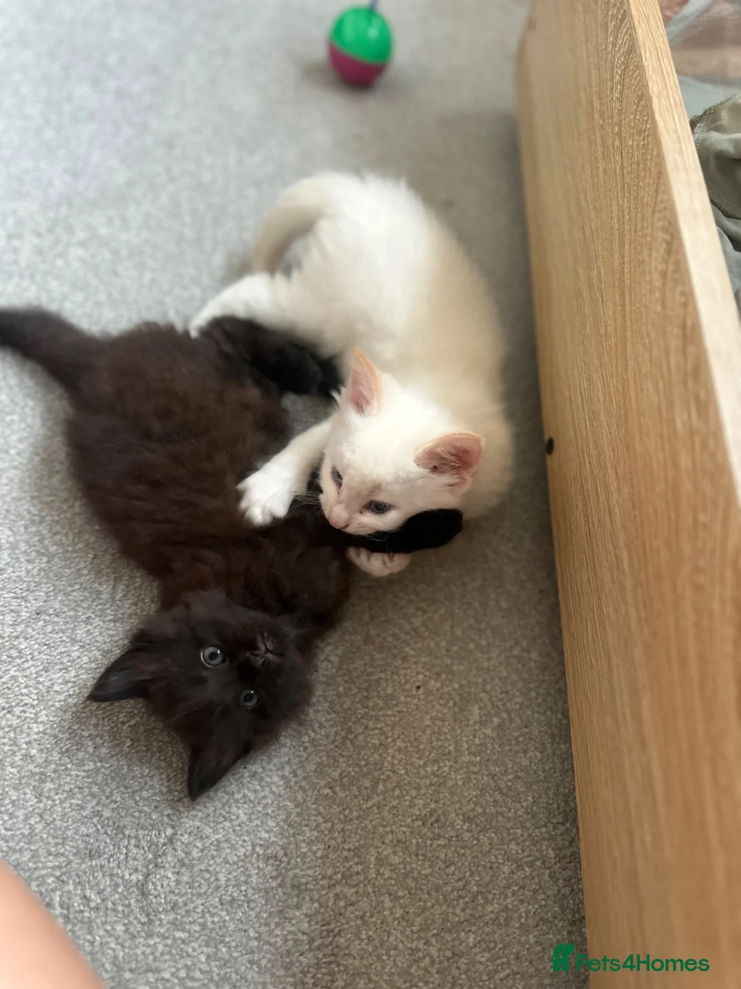 British Shorthair cats for sale: 1/2 Maine coon 1/2 British shorthair kittens  - Advert 2