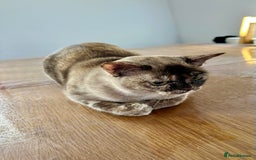 Burmese cats for sale: Chocolate Tortie - Image 2