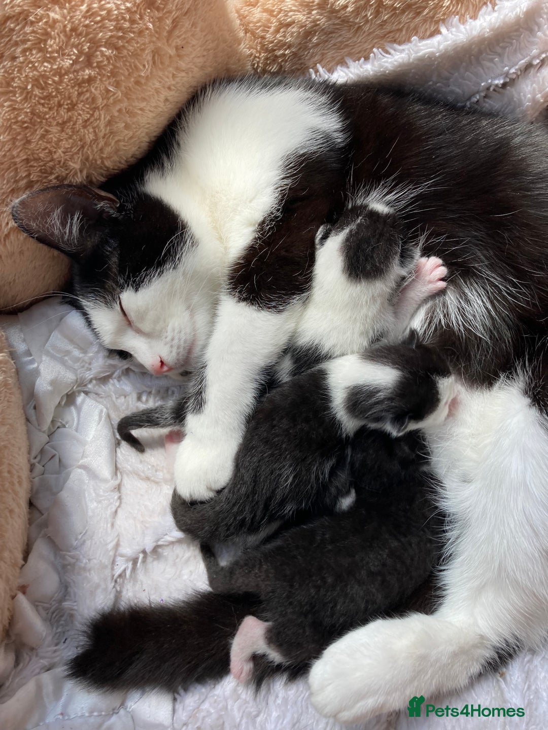 Mixed Breed cats for sale: Girl kitten - Image 3