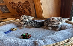 British Shorthair cats for sale: Pedigree Black Silver Tabby kittens  - Advert 15
