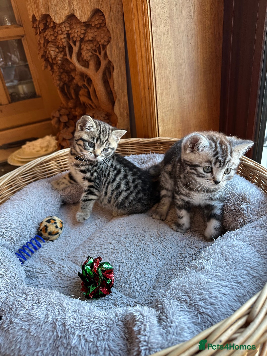 British Shorthair cats for sale: Pedigree Black Silver Tabby kittens  - Advert 15