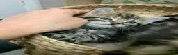 Mixed Breed cats for sale: 5 beautiful boy kittens  - Advert 7