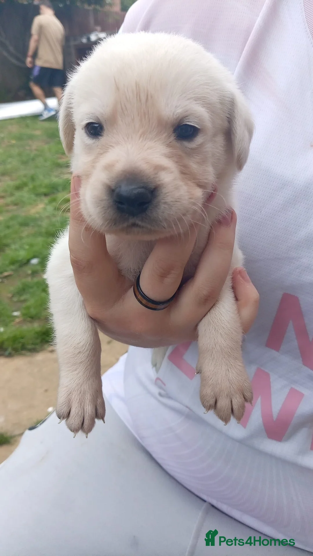 Goldador dogs for sale: Goldadors in Moreton-in-Marsh - Advert 2