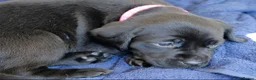 Labrador Retriever dogs for sale: Stunning chunky fox red & black labrador pups - Advert 8