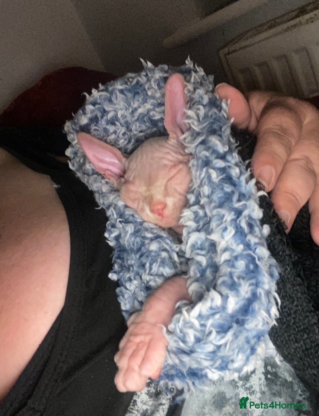 Sphynx cats for sale: 3 adorable Sphynx looking for their forever home  - Image 8