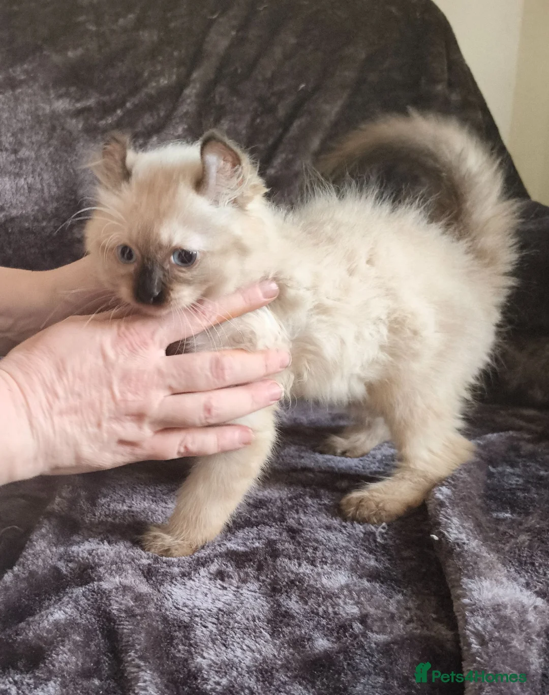 Mixed Breed cats for sale: 10 week old Unique Eared Ragdoll cross Male Kitten in Camborne - Advert 6