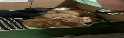 Domestic Shorthair cats for sale: Four beautiful kittens 9 weeks, READY TO GO! - Advert 18