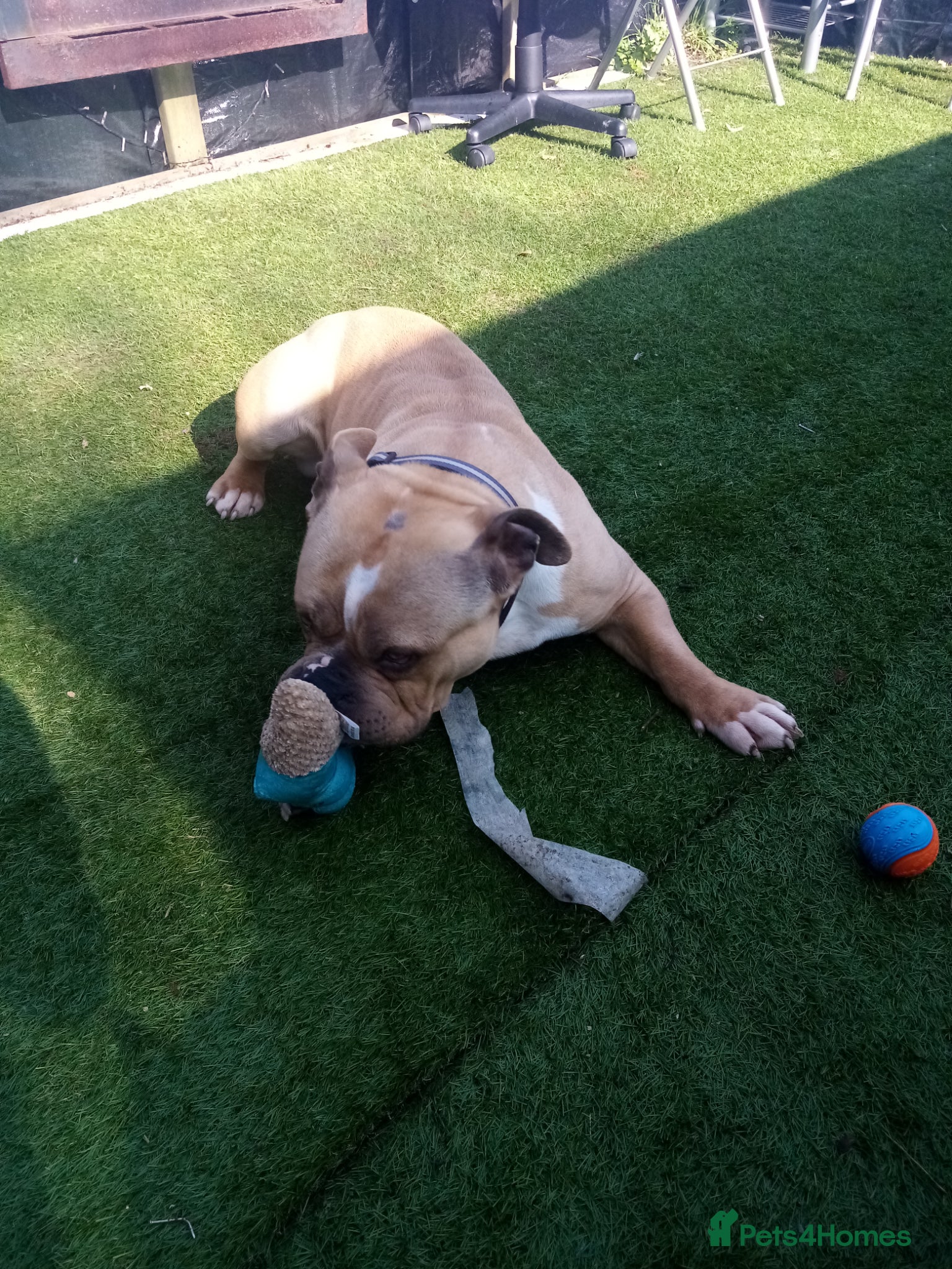 American Bully dogs Pocket bully Male  - Advert 4