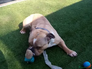 American Bully dogs Pocket bully Male - Advert 4