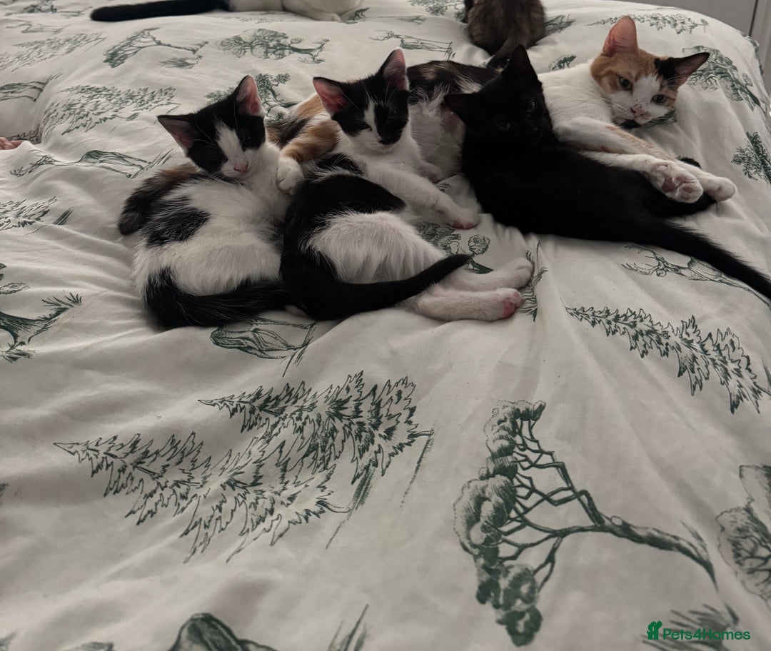 Mixed Breed cats for sale: 3 female kittens for sale  - Advert 10