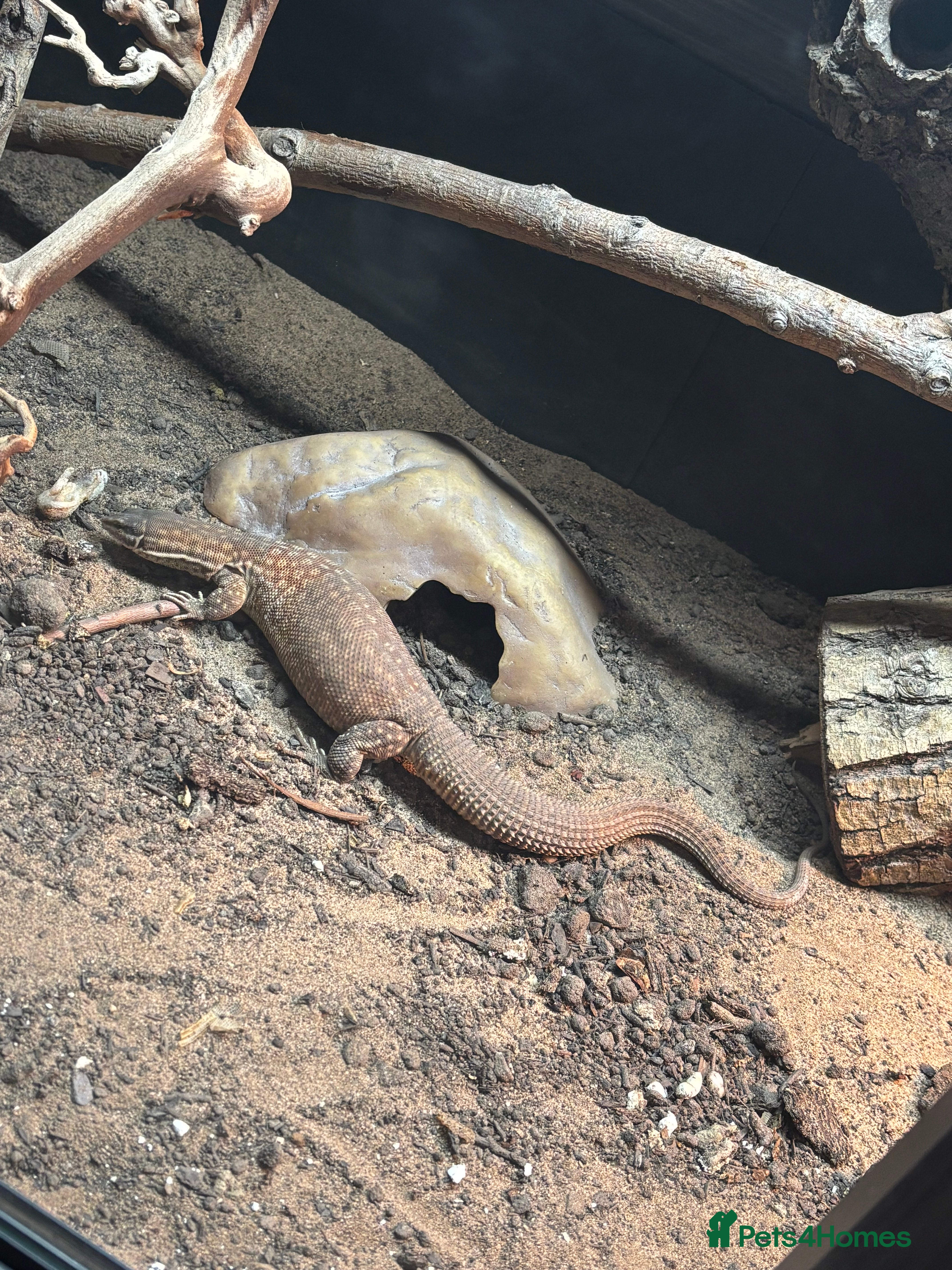 Monitor reptiles Aki monitor setup - Advert 16